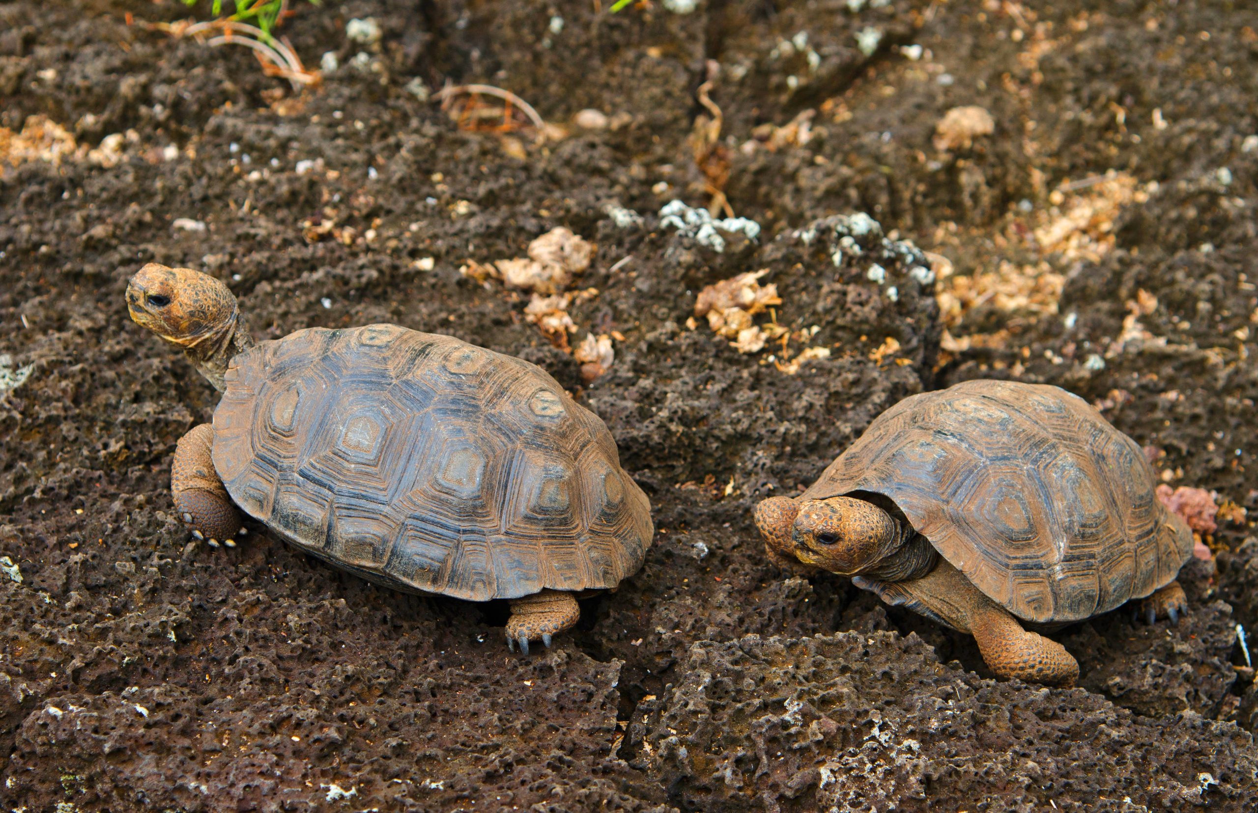 Galapagos-Riesenschildkröte