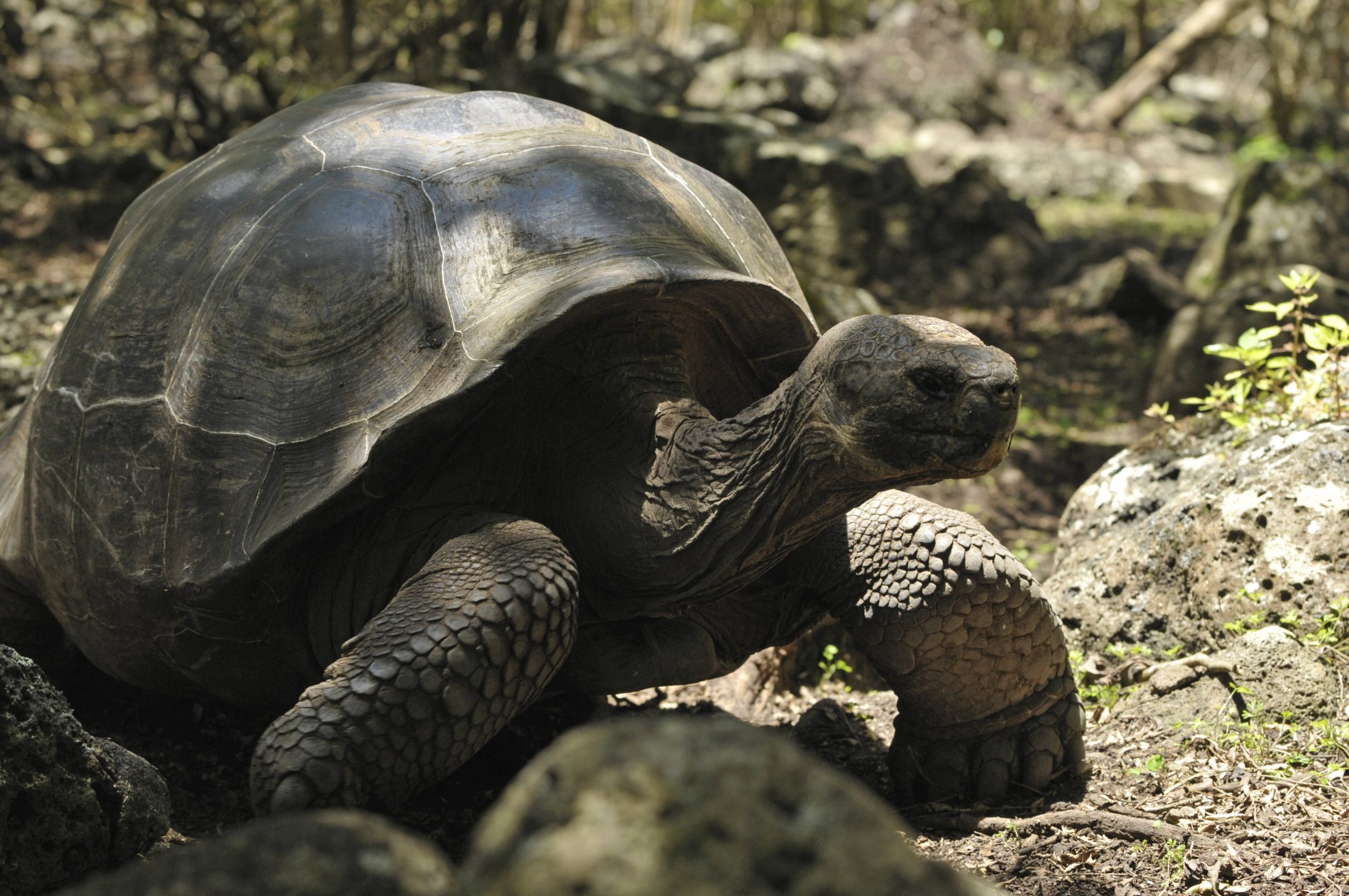 Galapagos-Riesenschildkröte