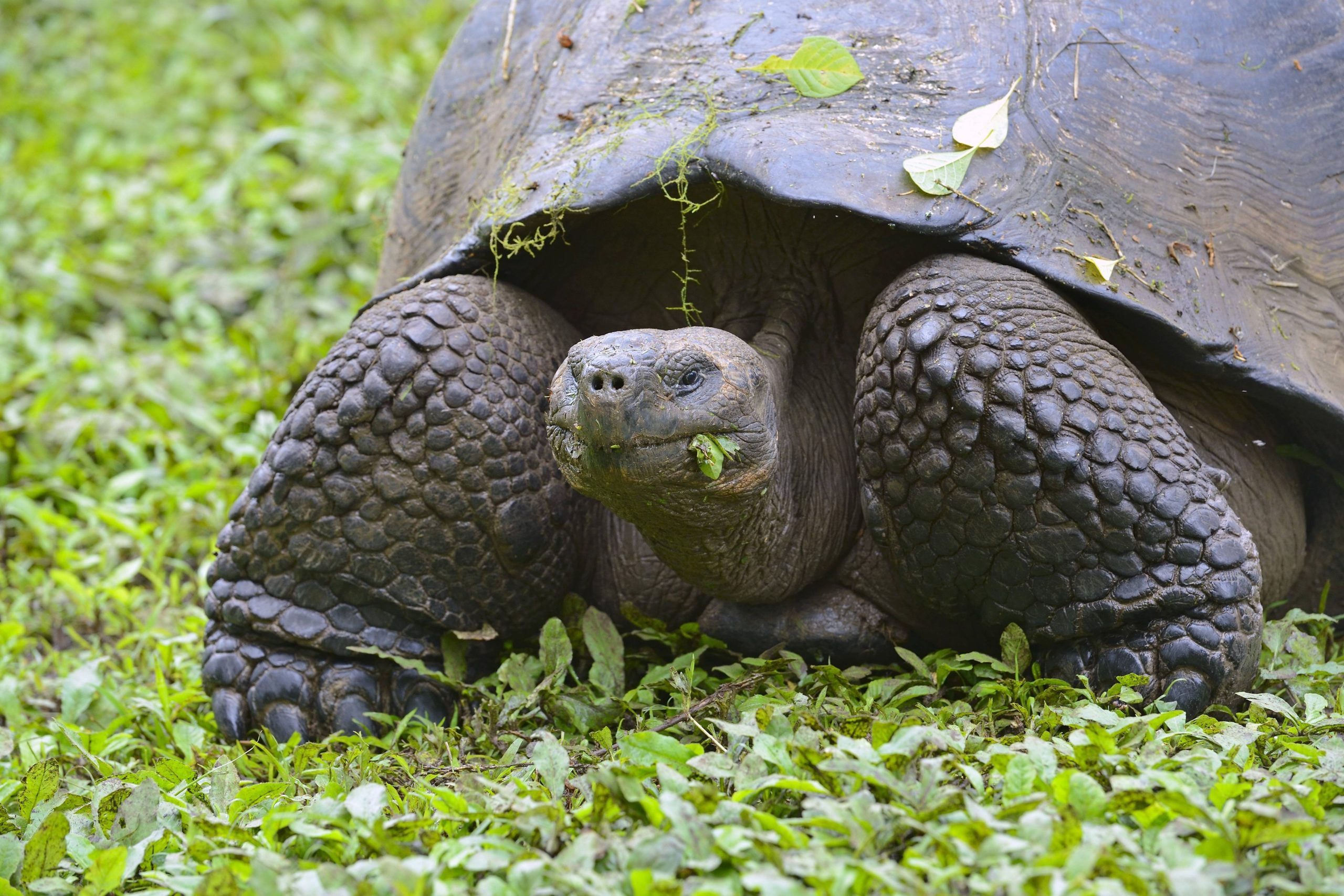 Galapagos-Riesenschildkröte