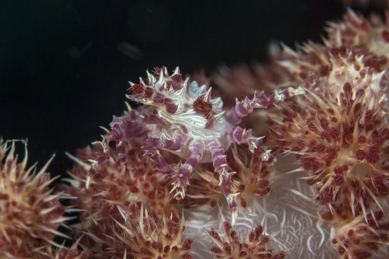 Schleierbäumchen-Spinnenkrabbe