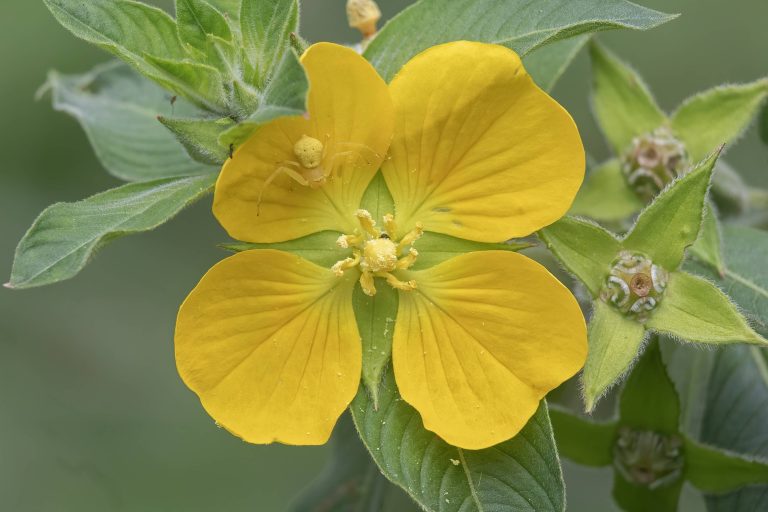 Veränderliche Krabbenspinne