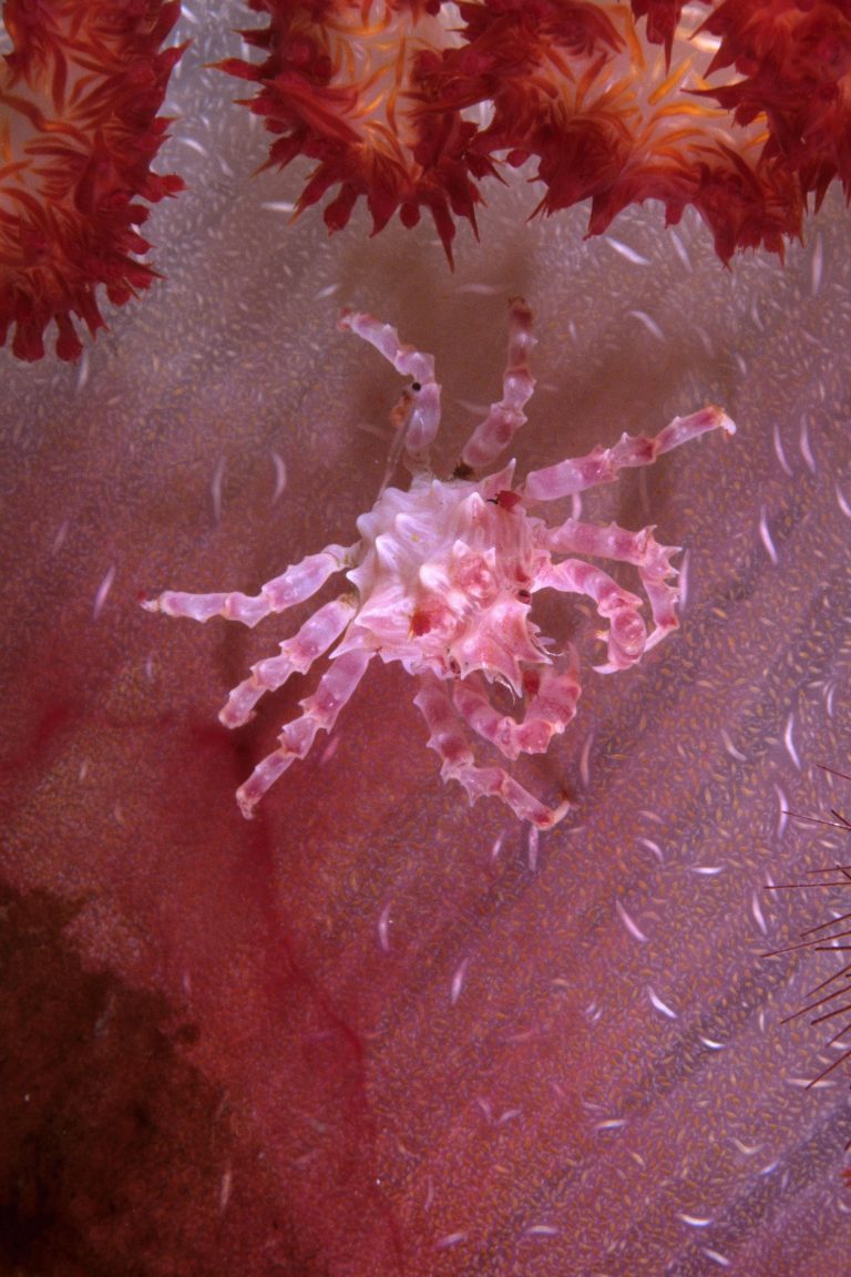 Schleierbäumchen-Spinnenkrabbe