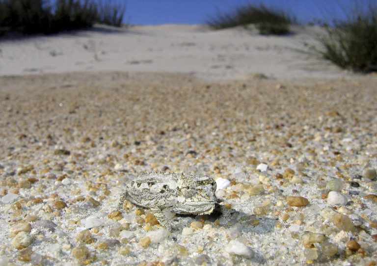 Namaqua Zwergchamäleon