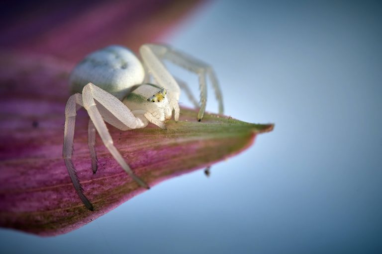 Veränderliche Krabbenspinne