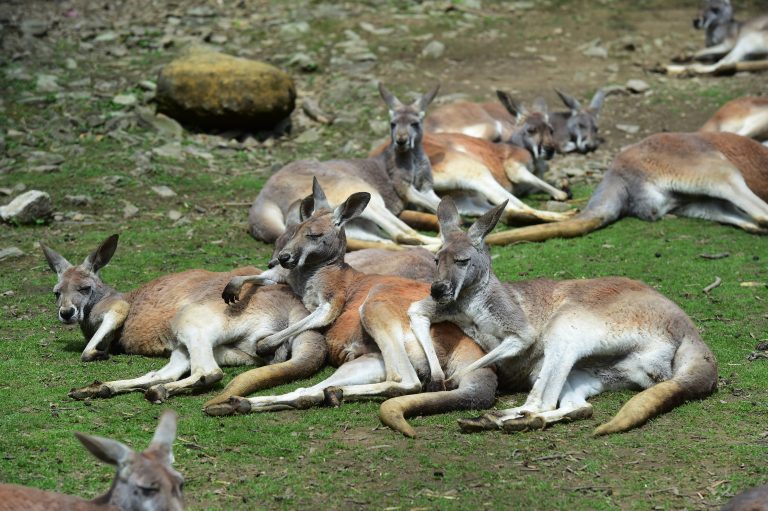 Rotes Riesenkänguru