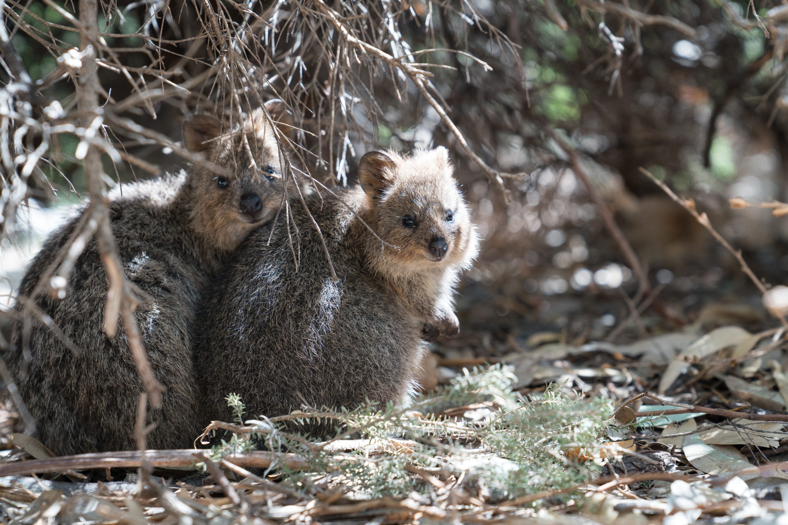 Quokka