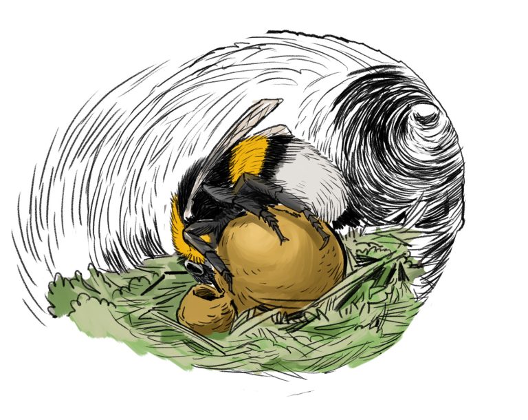 Entwicklung einer Erdhummel