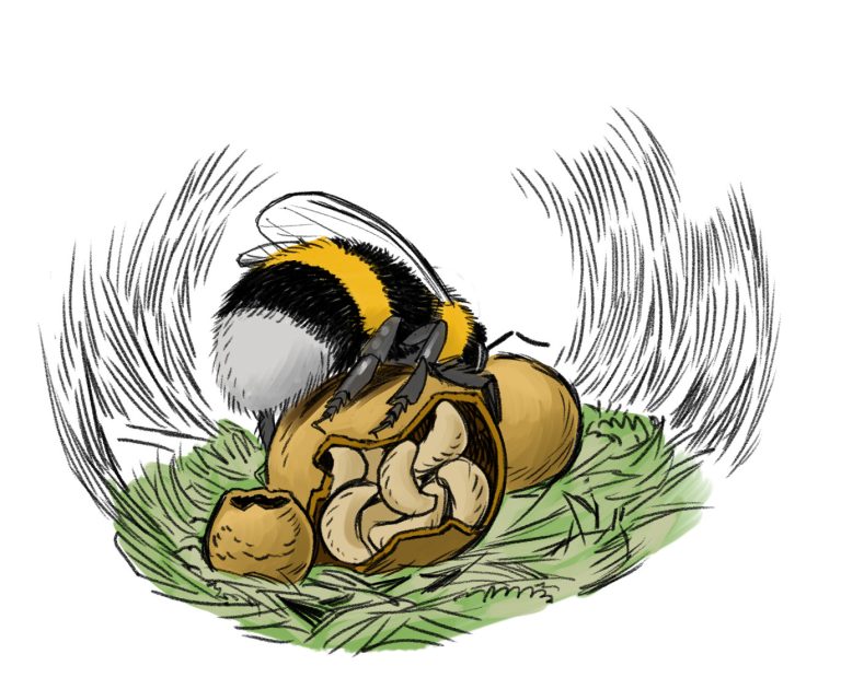 Entwicklung einer Erdhummel