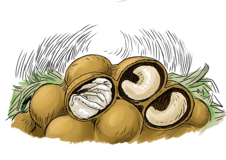 Entwicklung einer Erdhummel