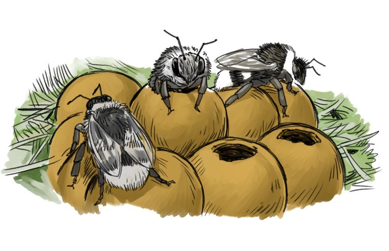 Entwicklung einer Erdhummel