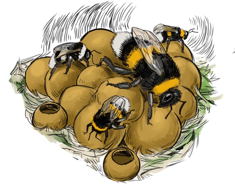 Entwicklung einer Erdhummel