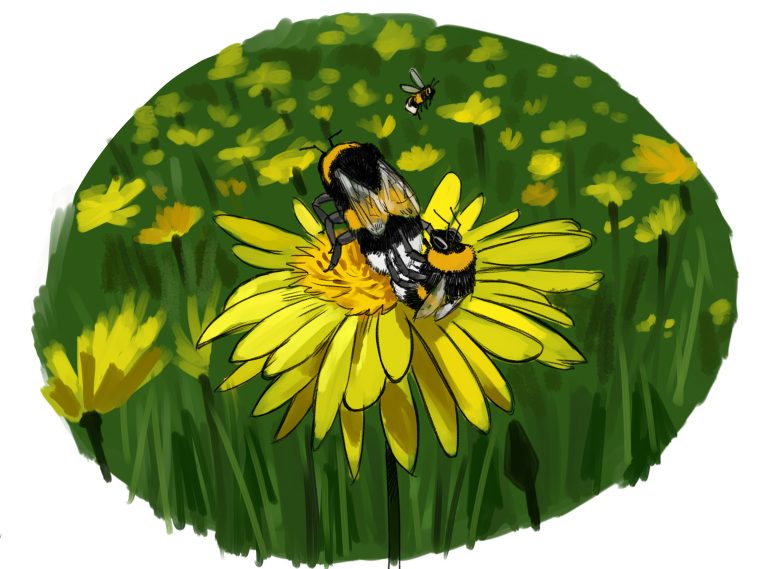 Entwicklung einer Erdhummel