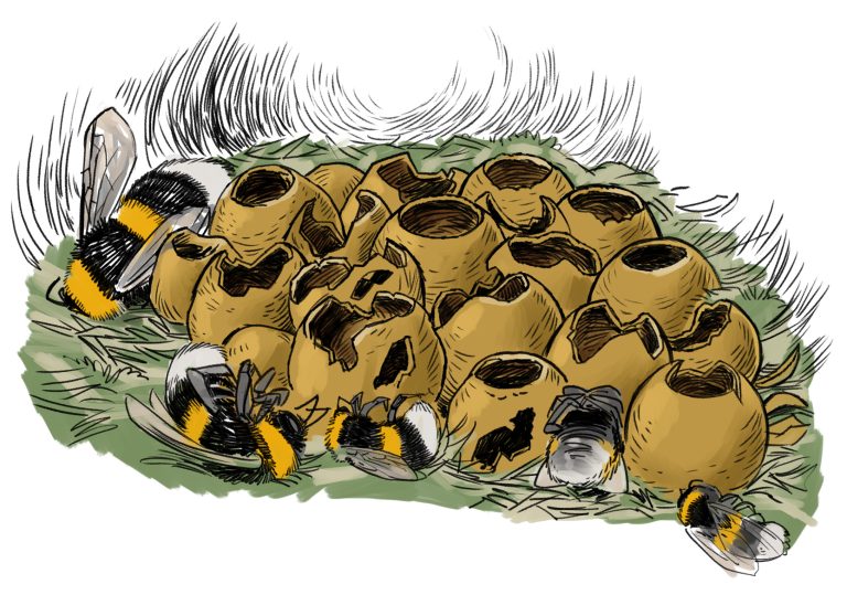 Entwicklung einer Erdhummel