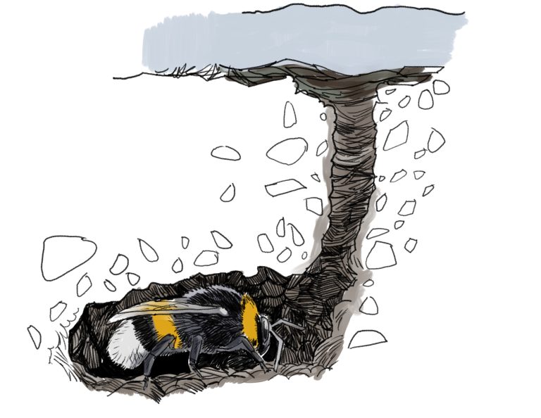 Entwicklung einer Erdhummel