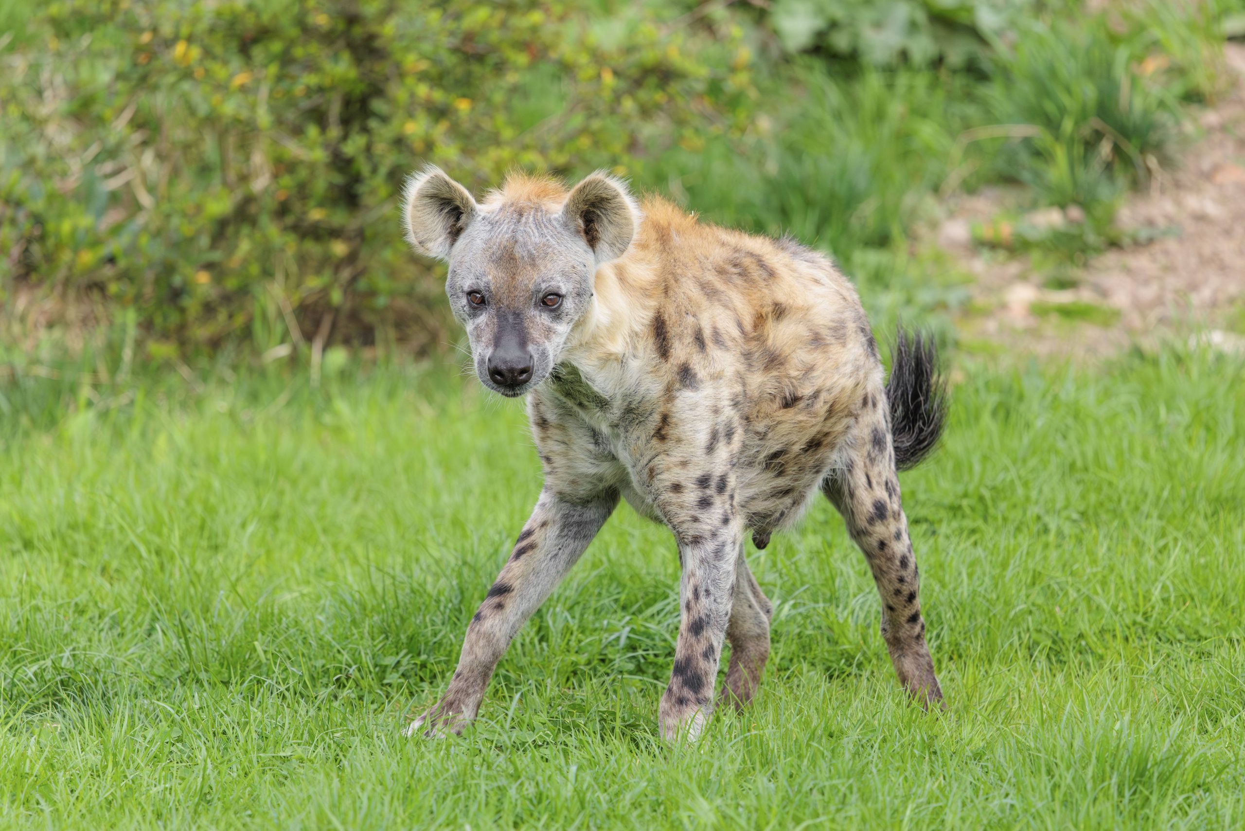 Tüpfelhyäne