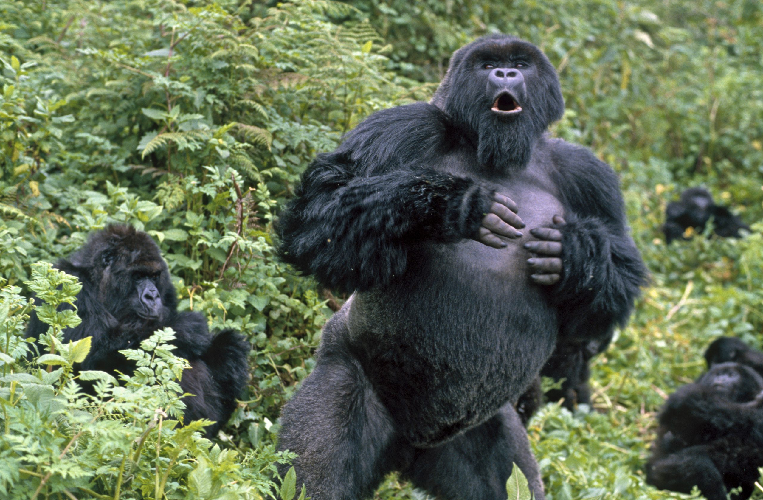 Silberrücken trommelt sich auf die Brust