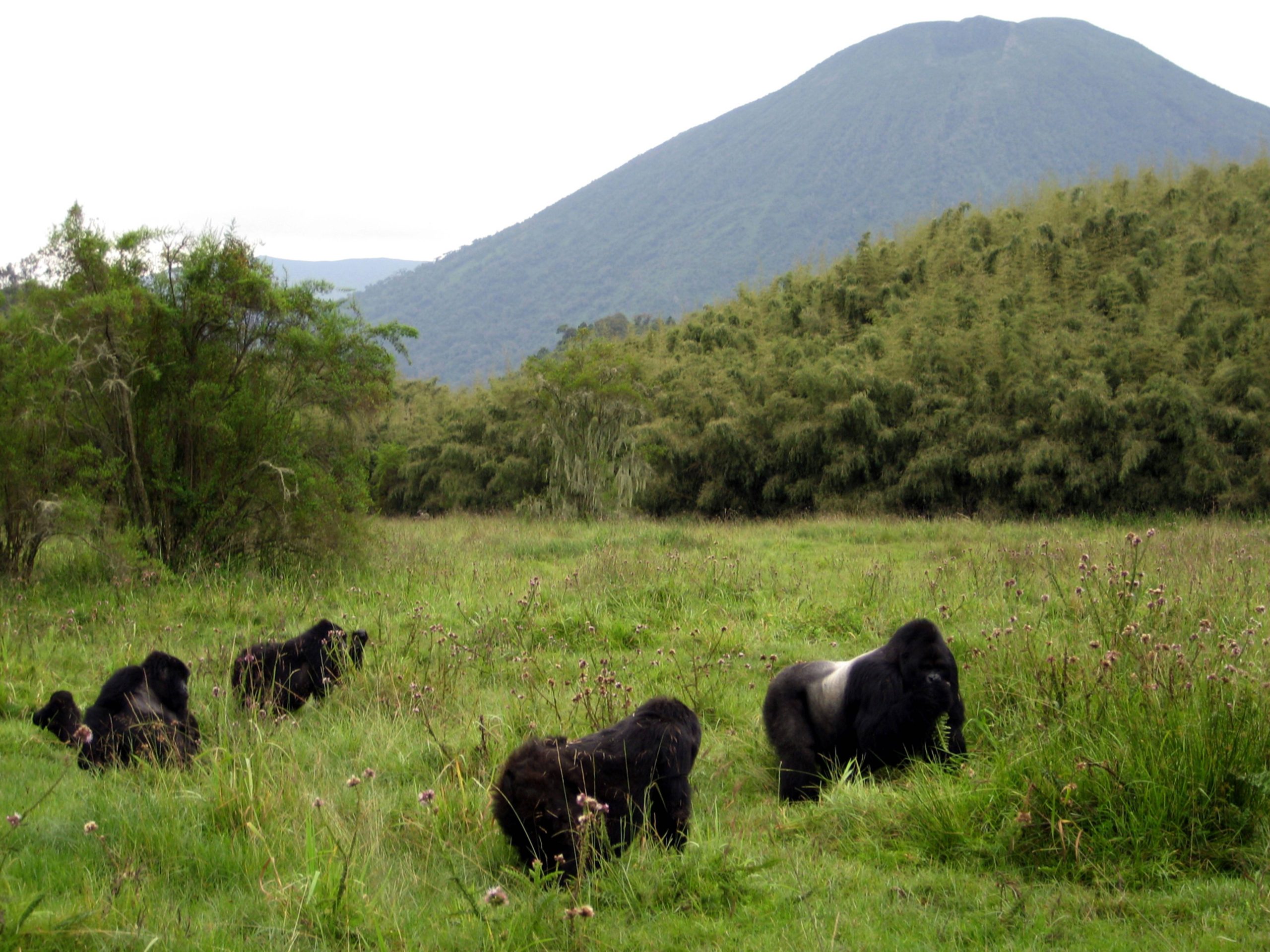 Eine Gruppe Berggorillas