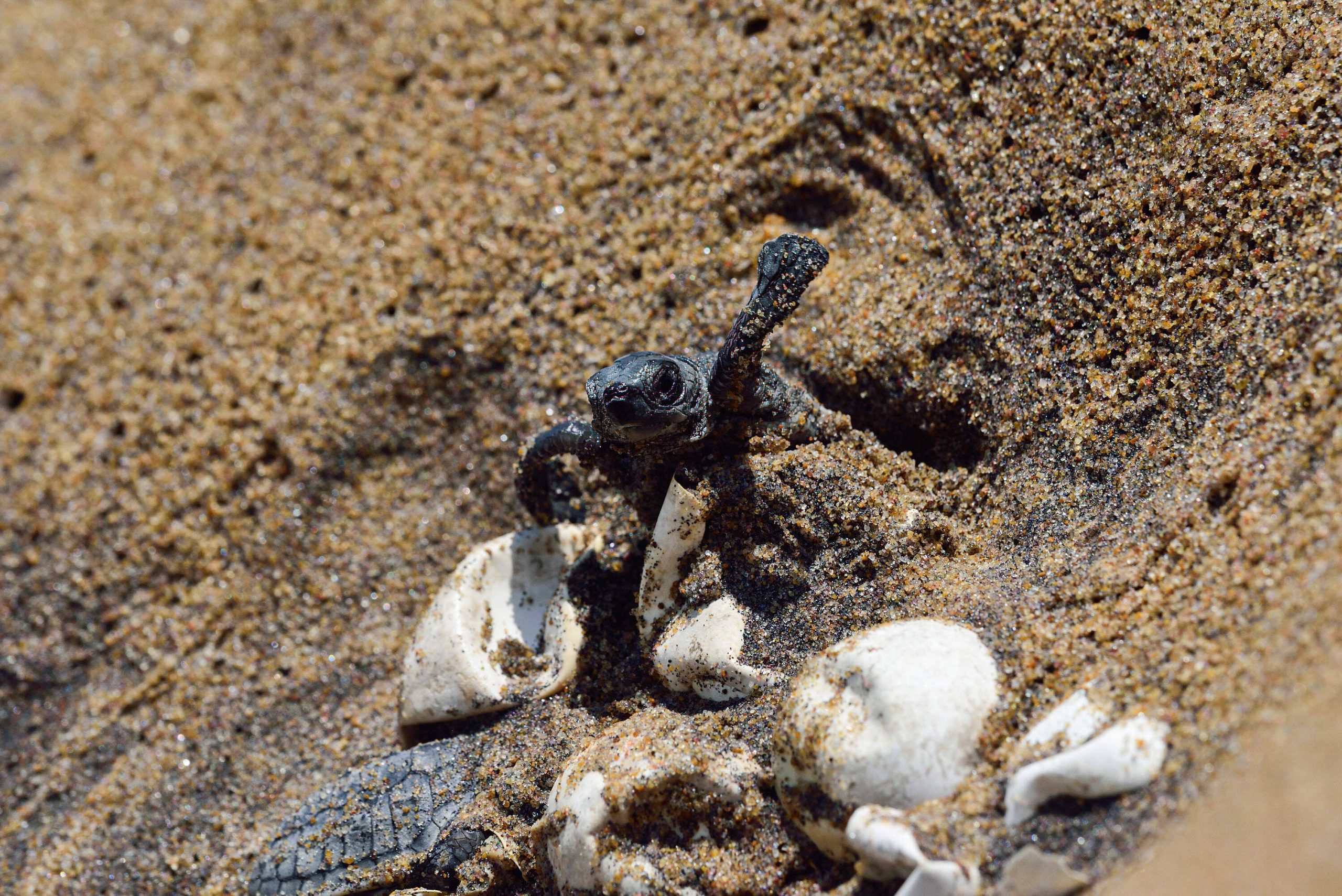 Pazifische Bastardschildkröte