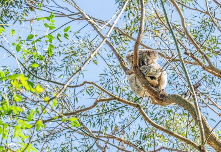 Koala