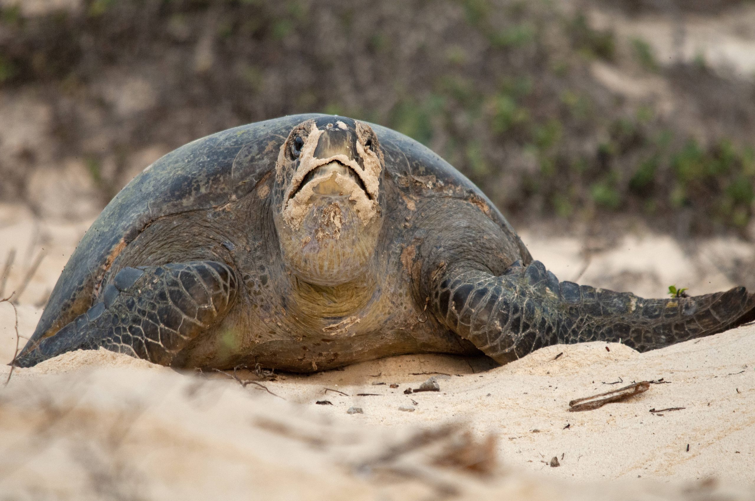 Meeresschildkröte am Strand