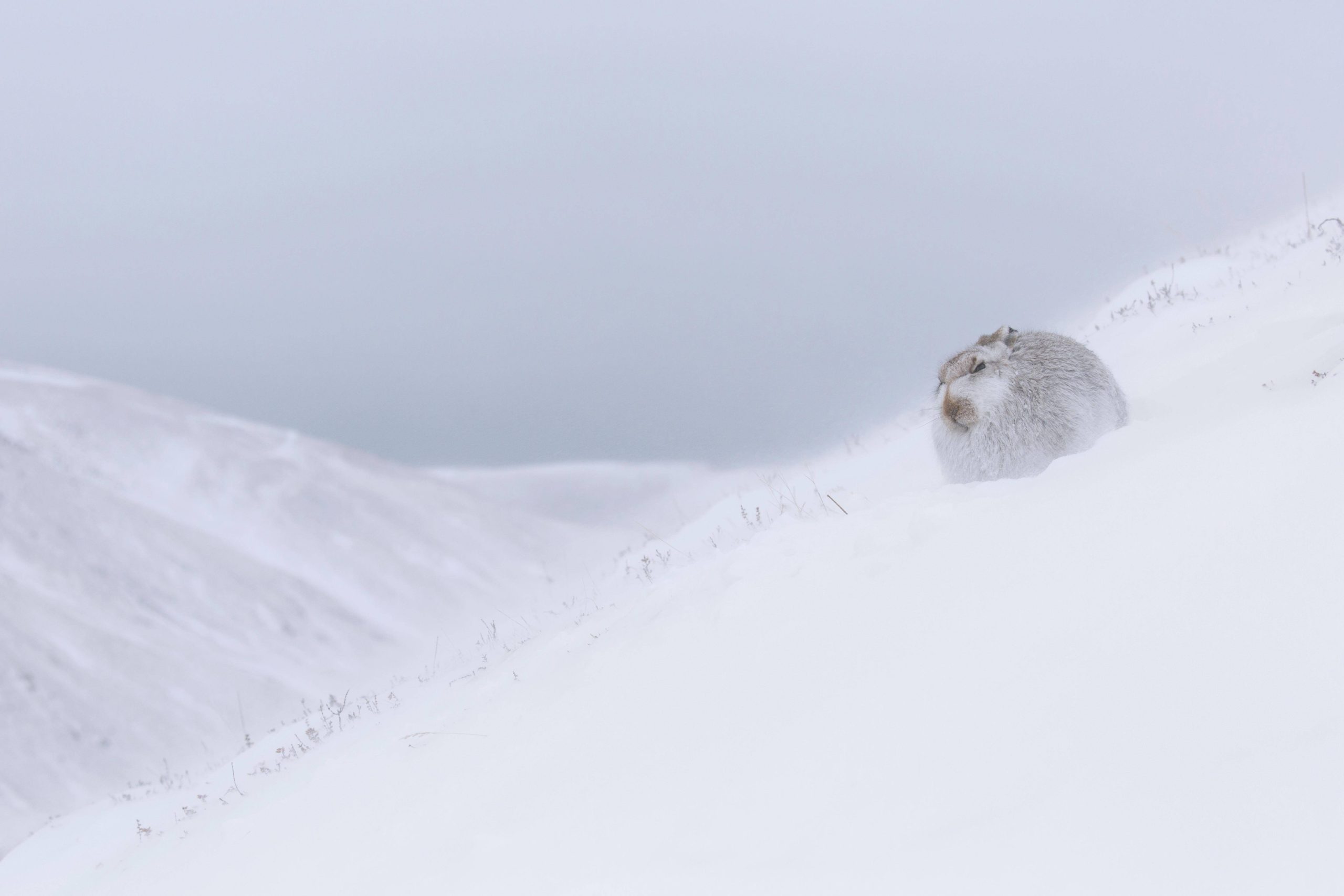 Schneehase