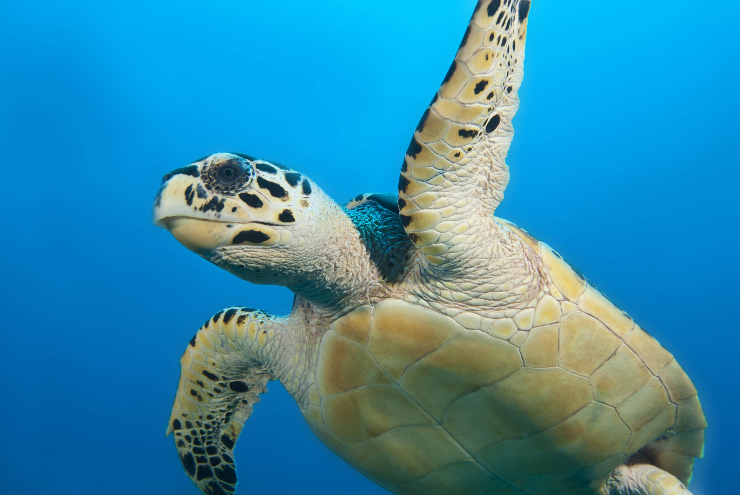 Unechte Karettschildkröte