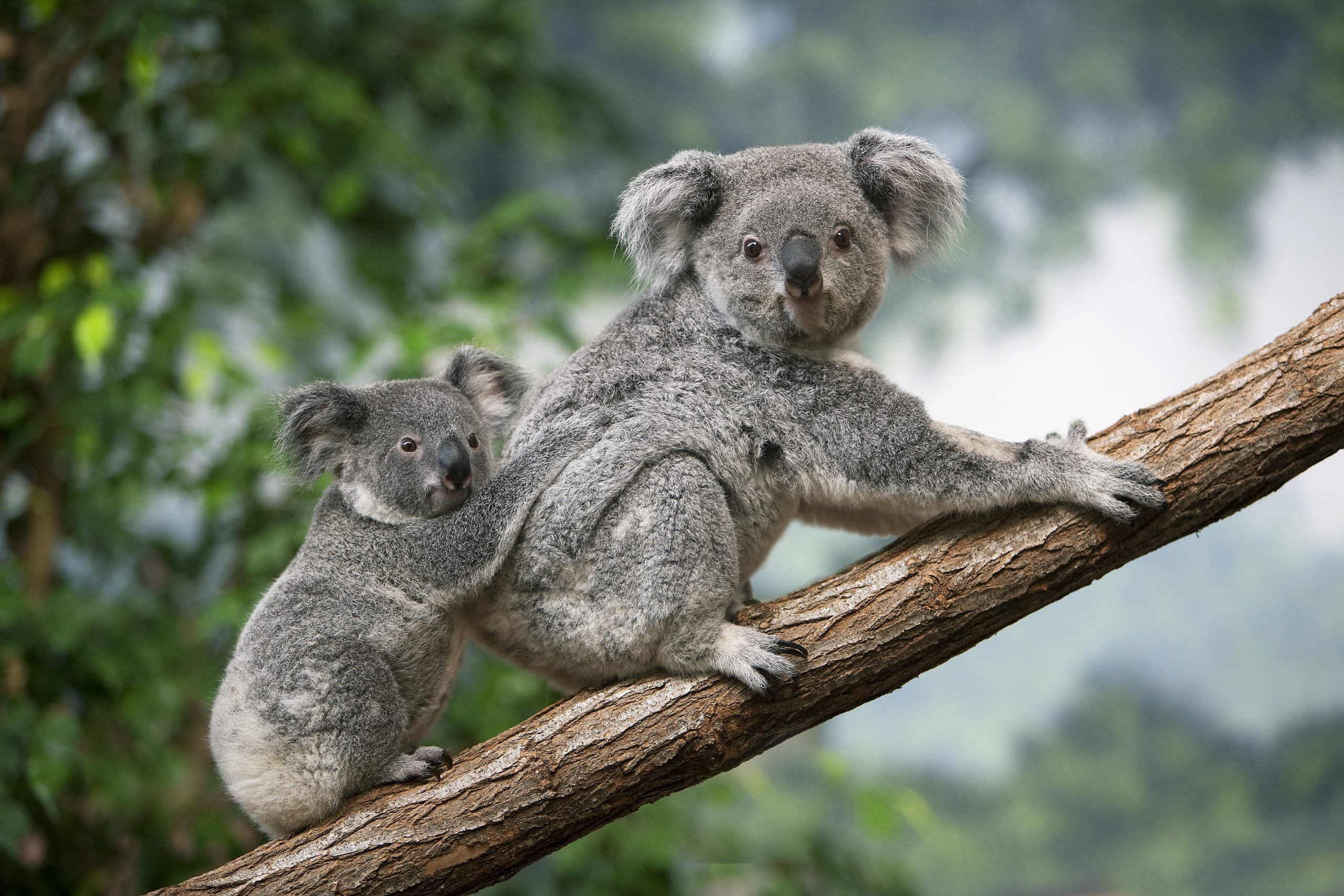 Koala