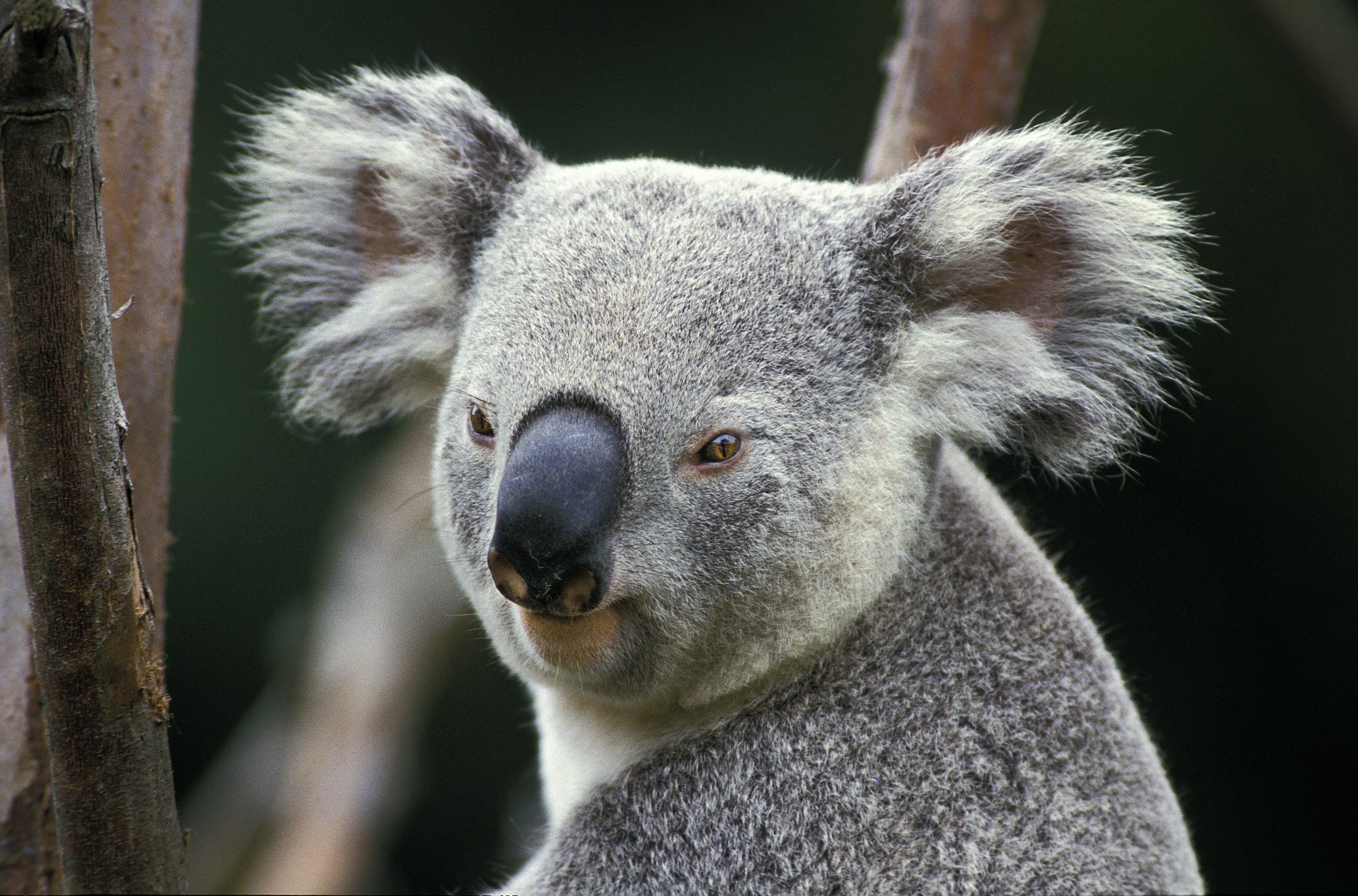 Koala
