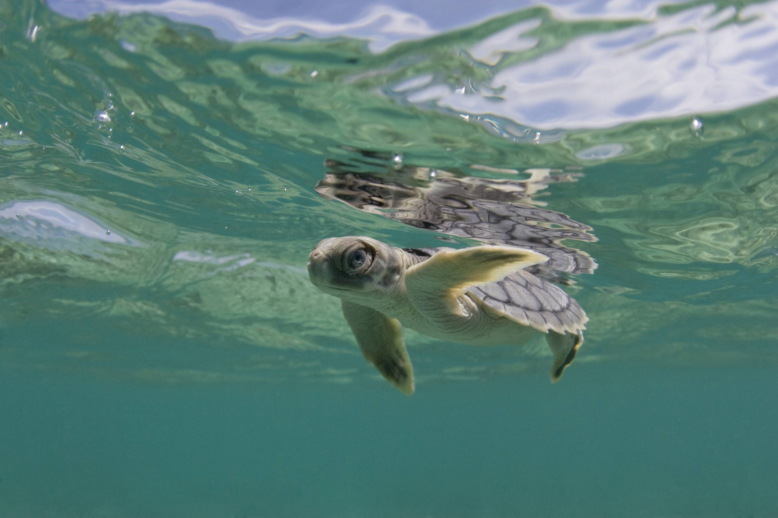 Junge Wallriffschildkröte