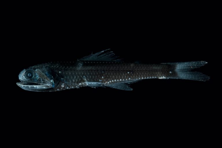 Laternenfisch