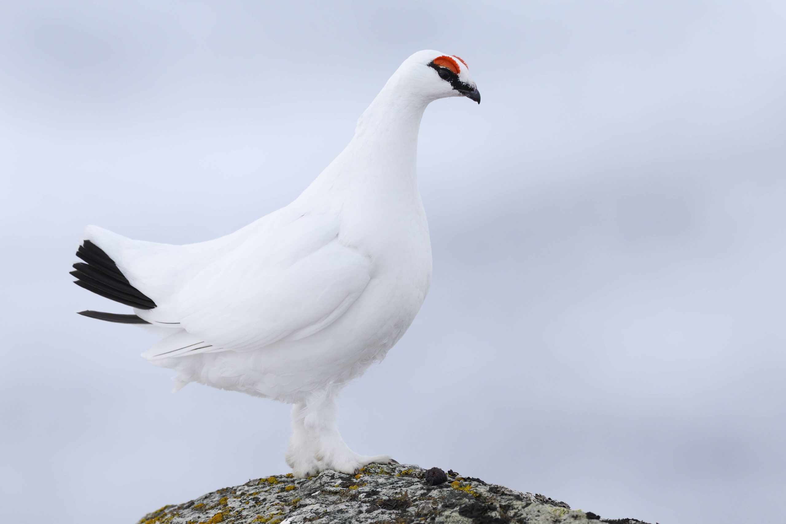 Alpenschneehuhn