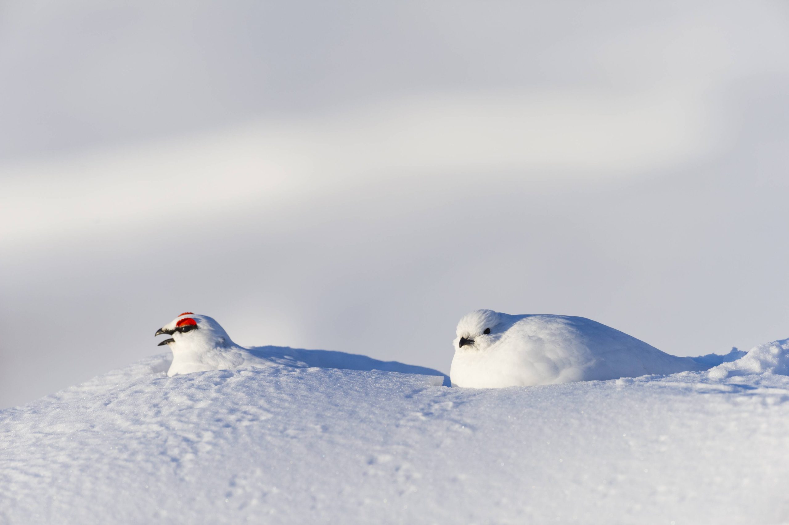 Alpenschneehuhn