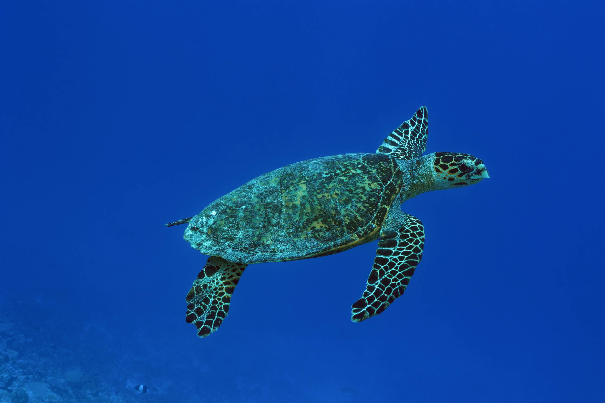 Tartaruga verde