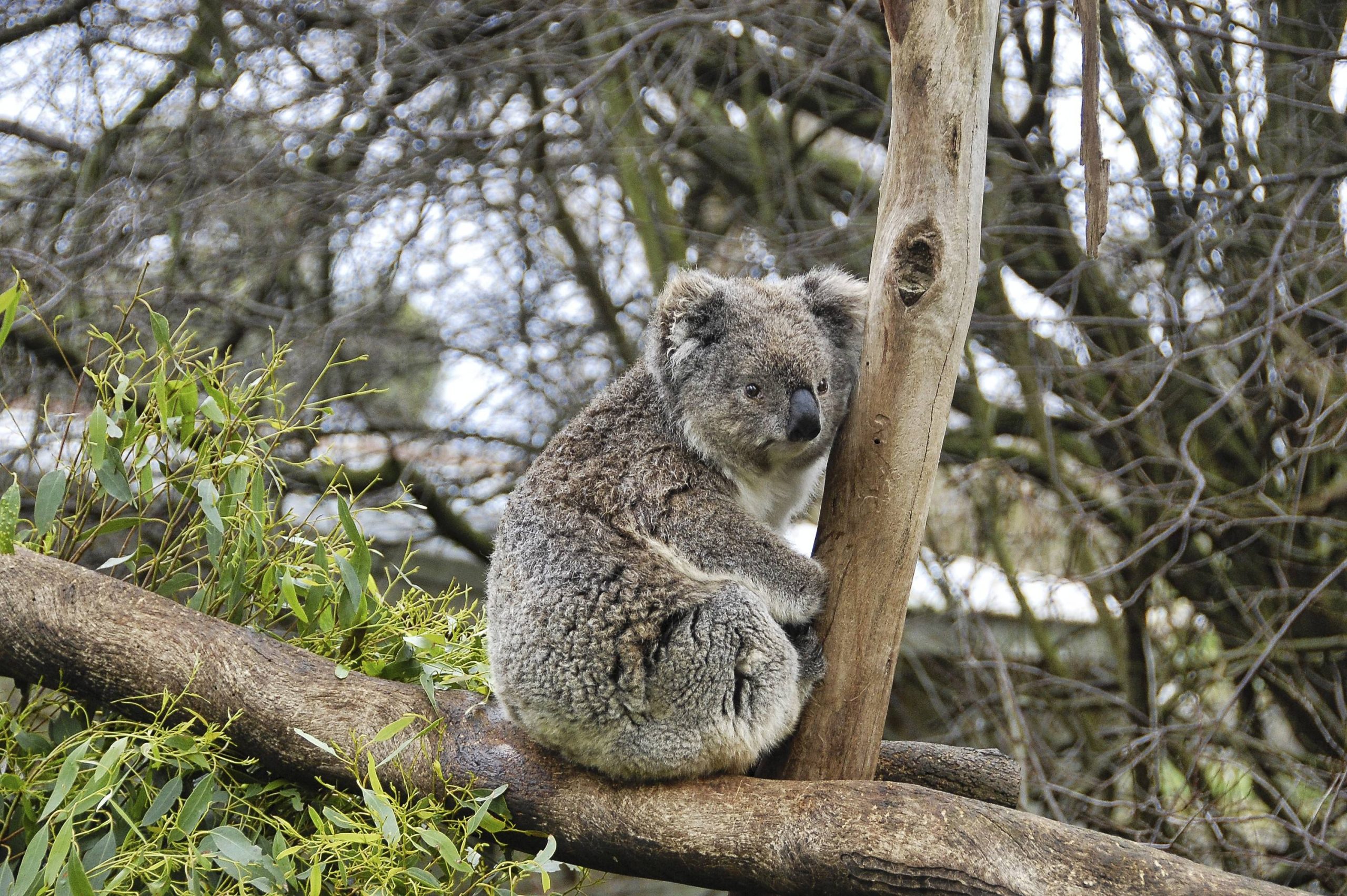Koala