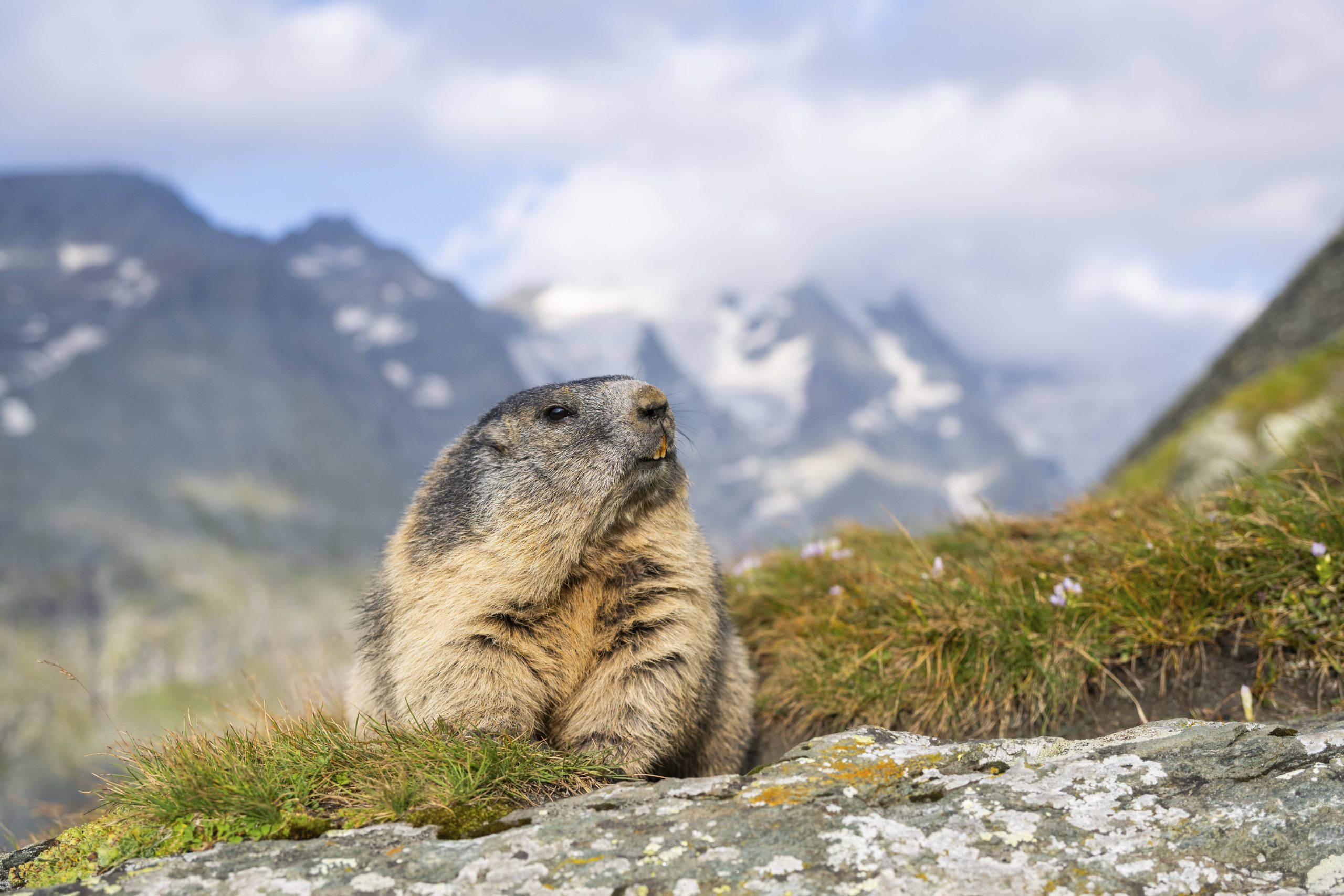 Alpenmurmeltier