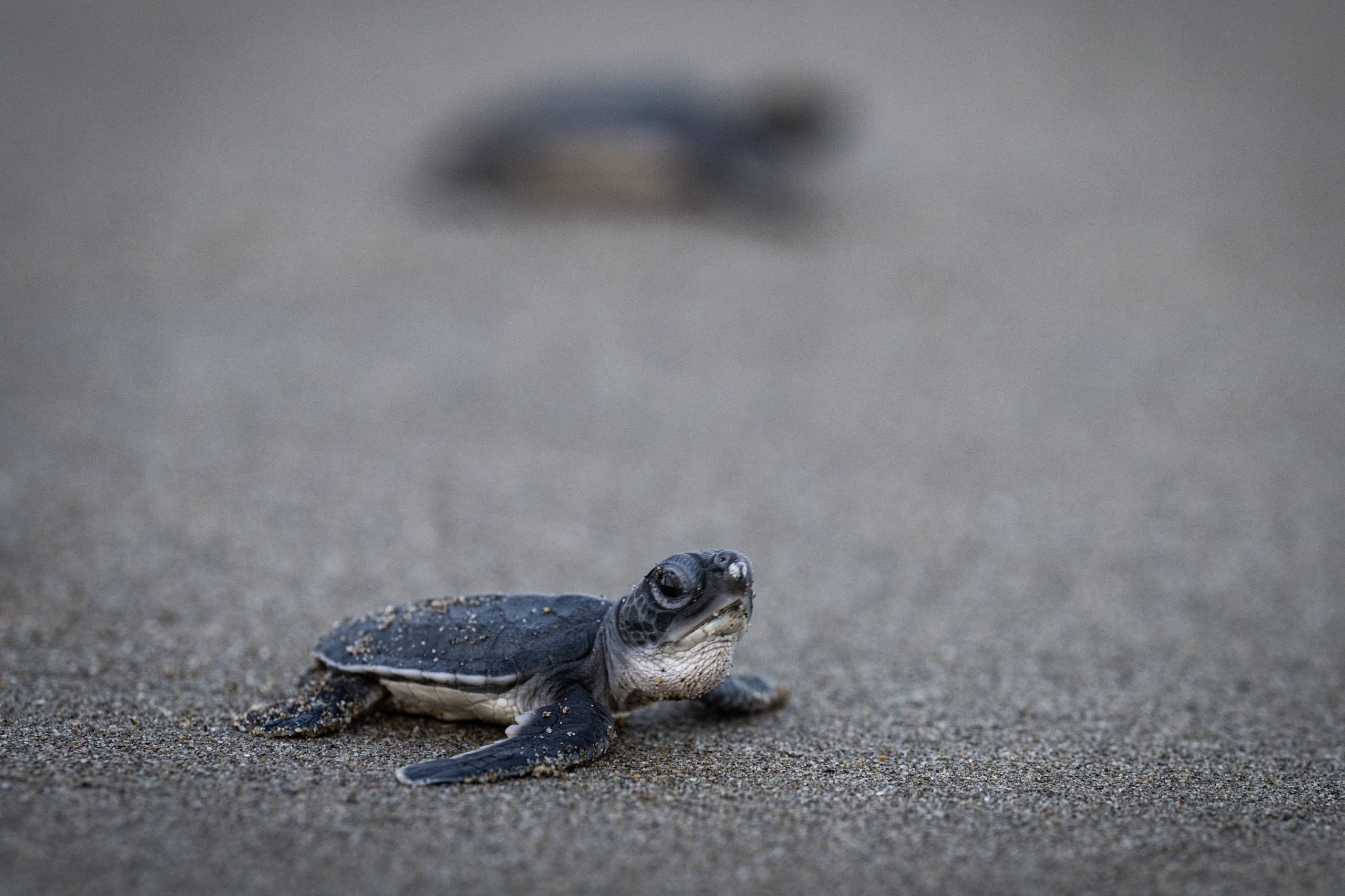 Junge Meeresschildkröte