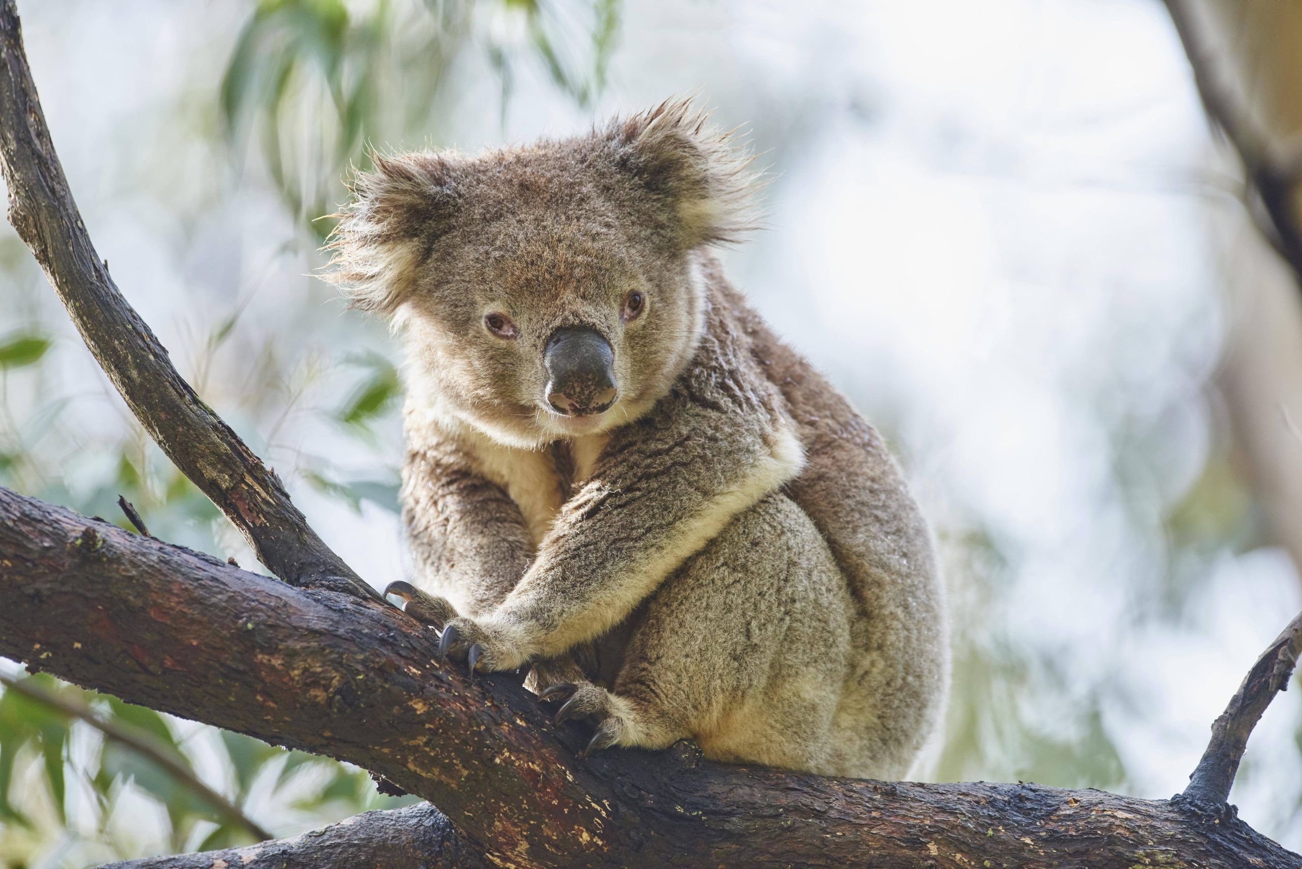 Koala