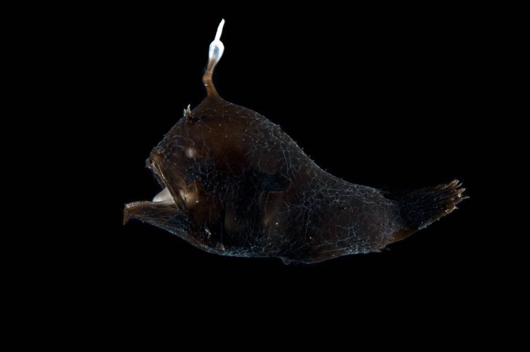 Anglerfisch