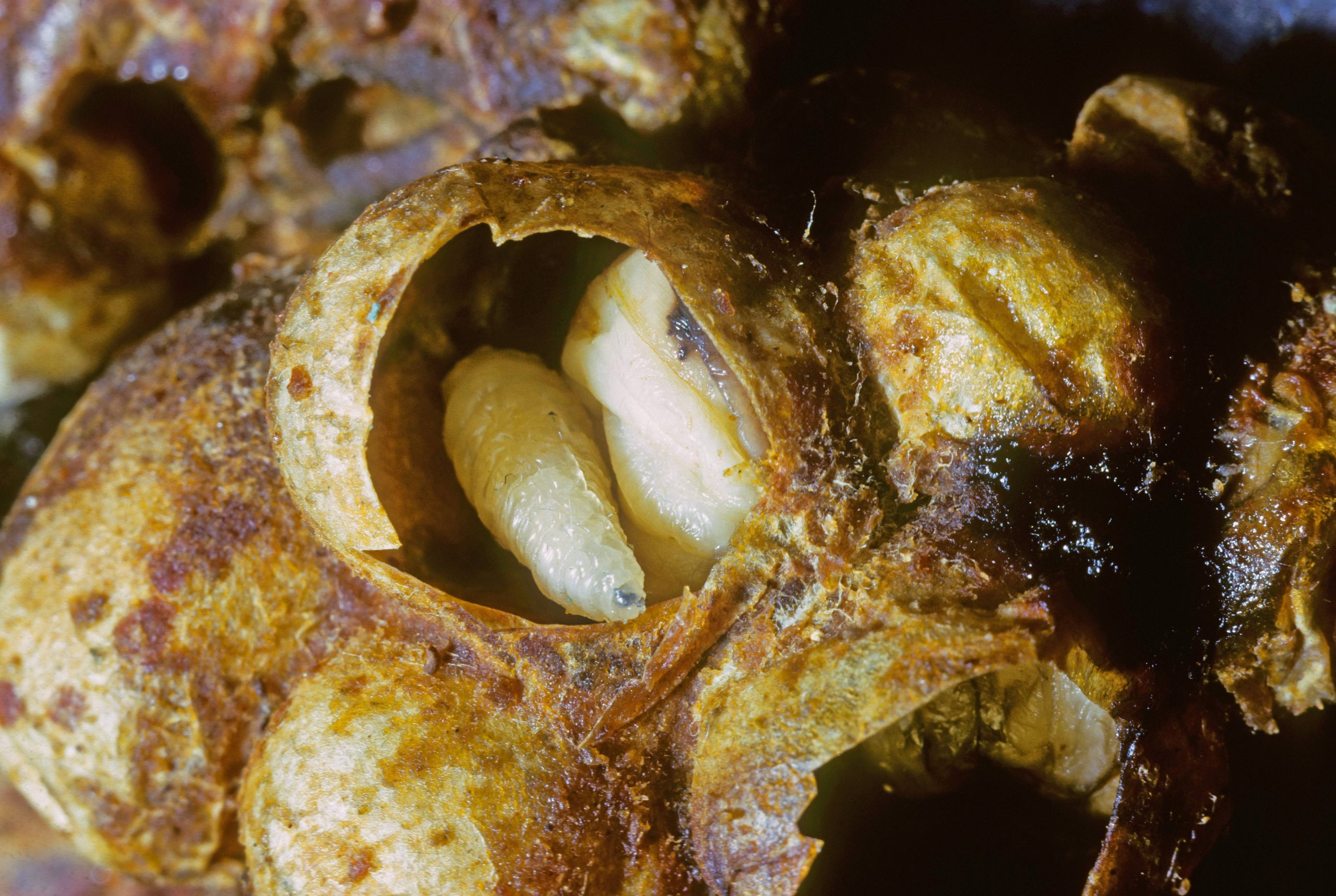 Larven einer Steinhummel