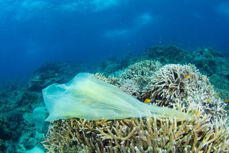 Plastiksack verfangen in einer Koralle