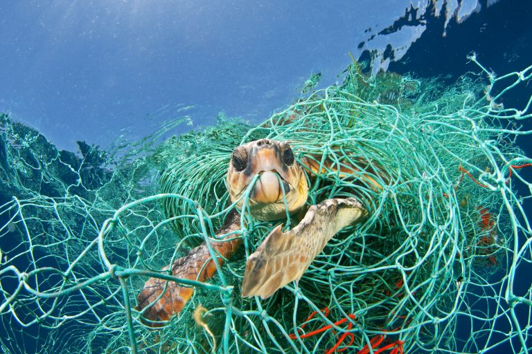 Meeresschildkröte verheddert in Fischernetz