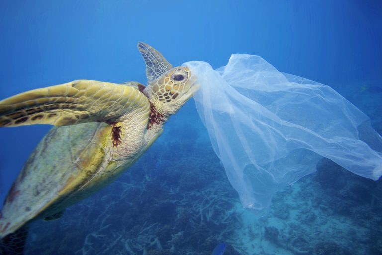 Meeresschildkröte verwechselt Plastiksack mit Nahrung