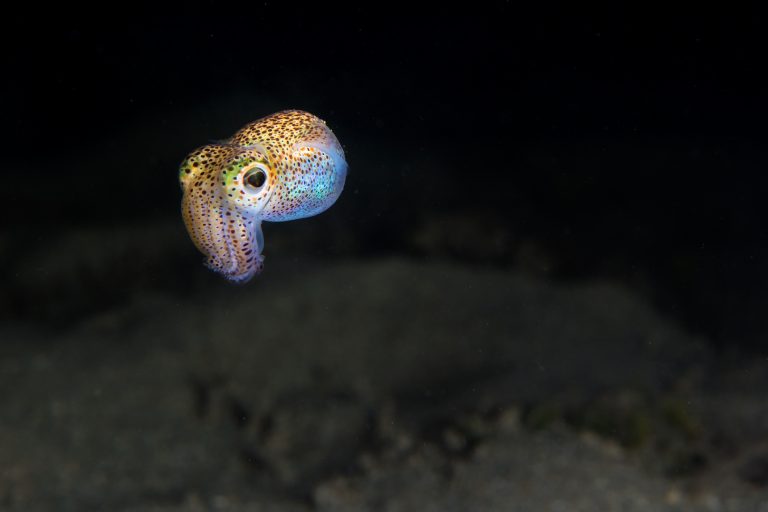 Hawaiianischer Zwergtintenfisch