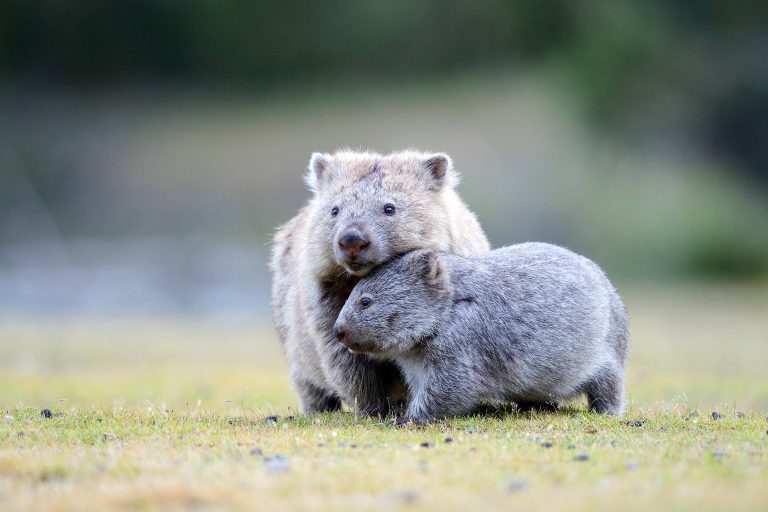 Nacktnasenwombat
