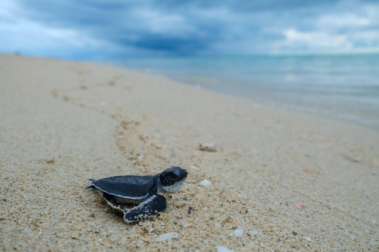 Junge Meeresschildkröte auf dem Weg zum Meer
