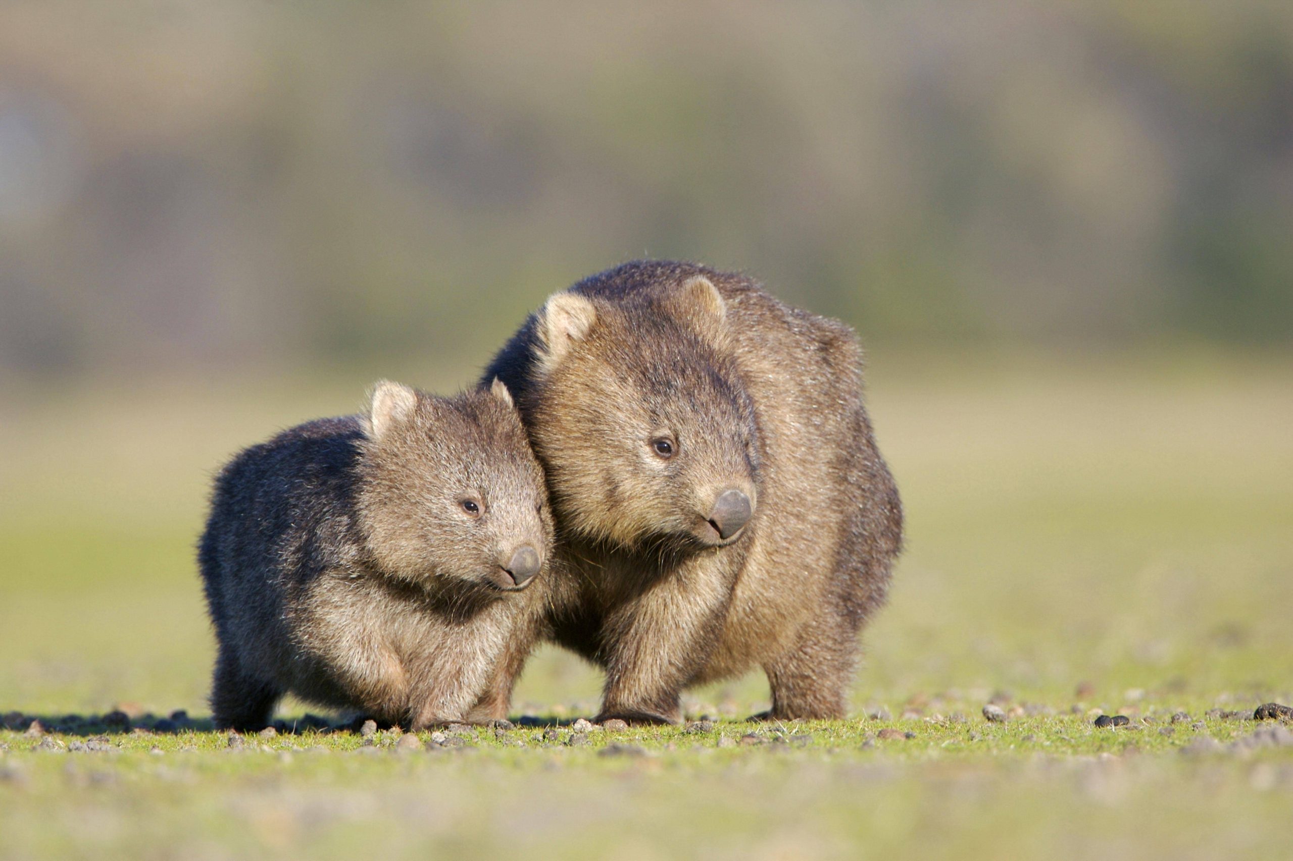 Nacktnasenwombat