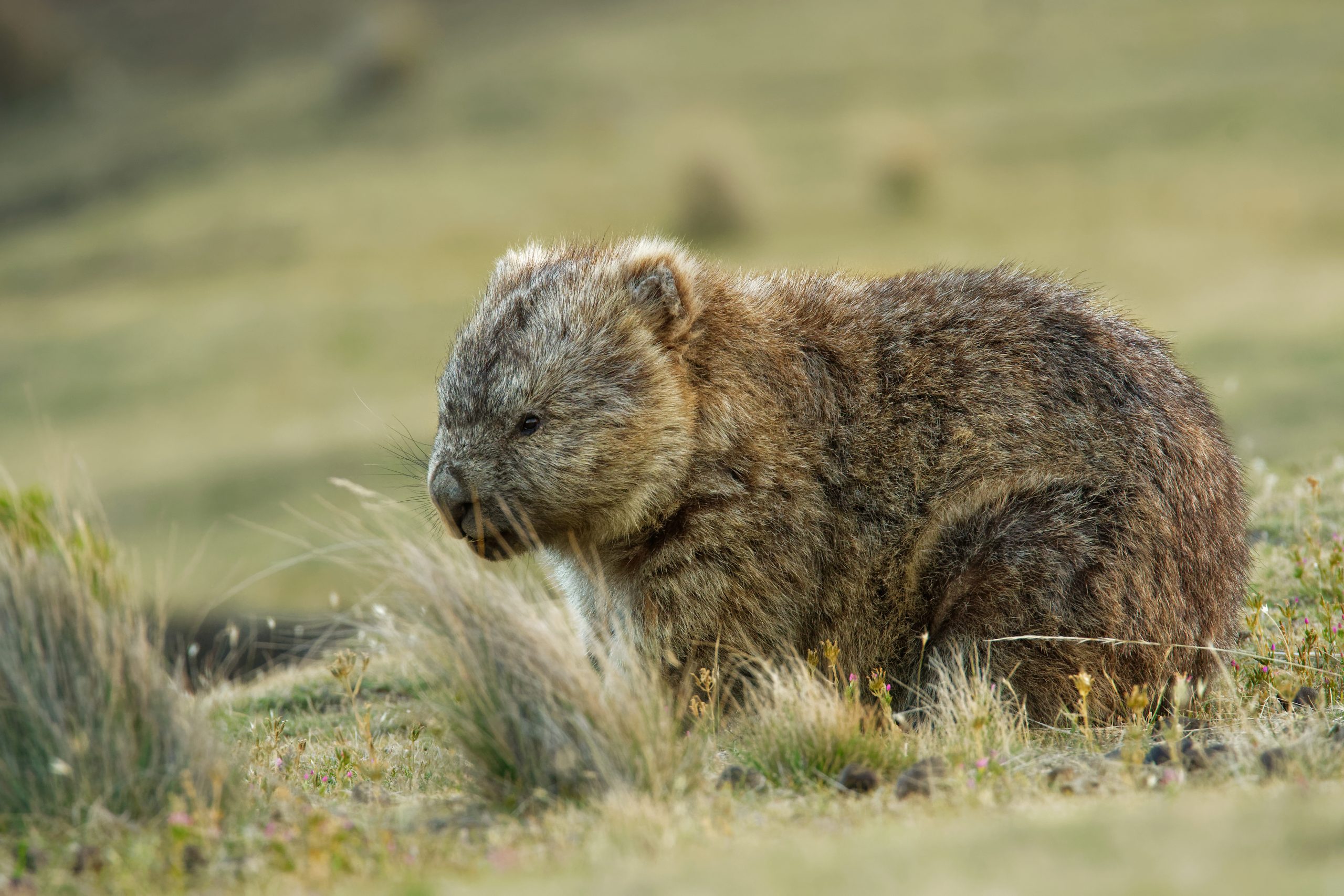 Nacktnasenwombat