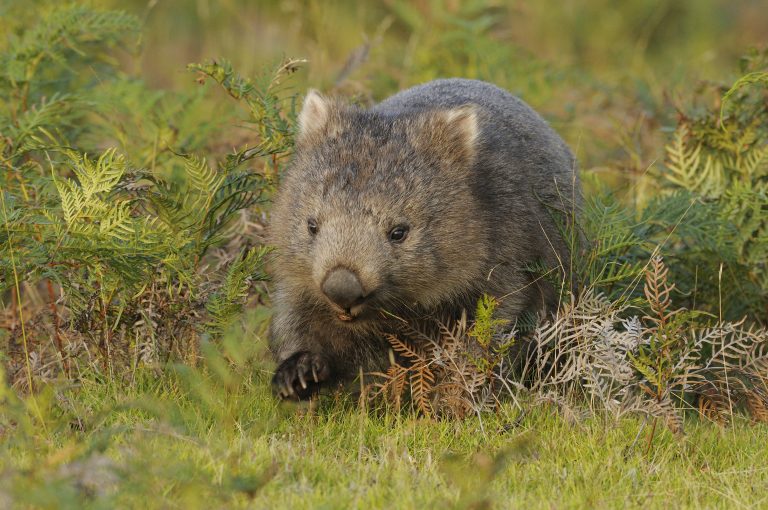 Nacktnasenwombat