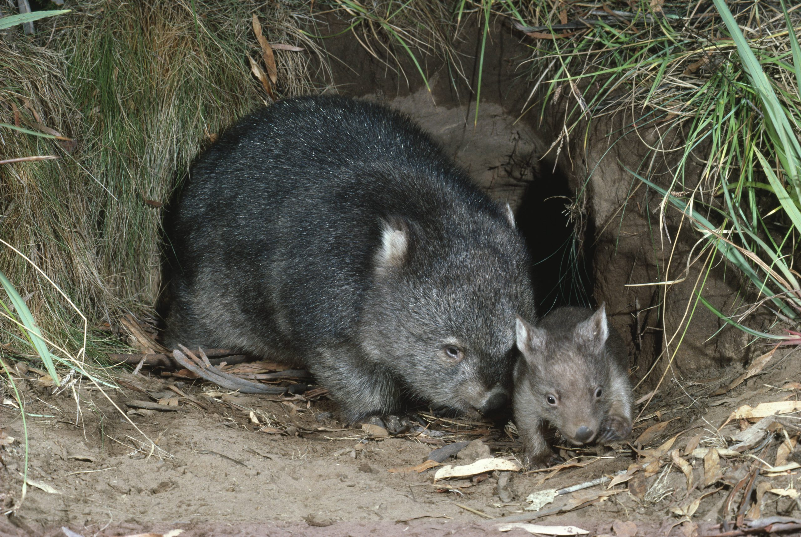 Nacktnasenwombat