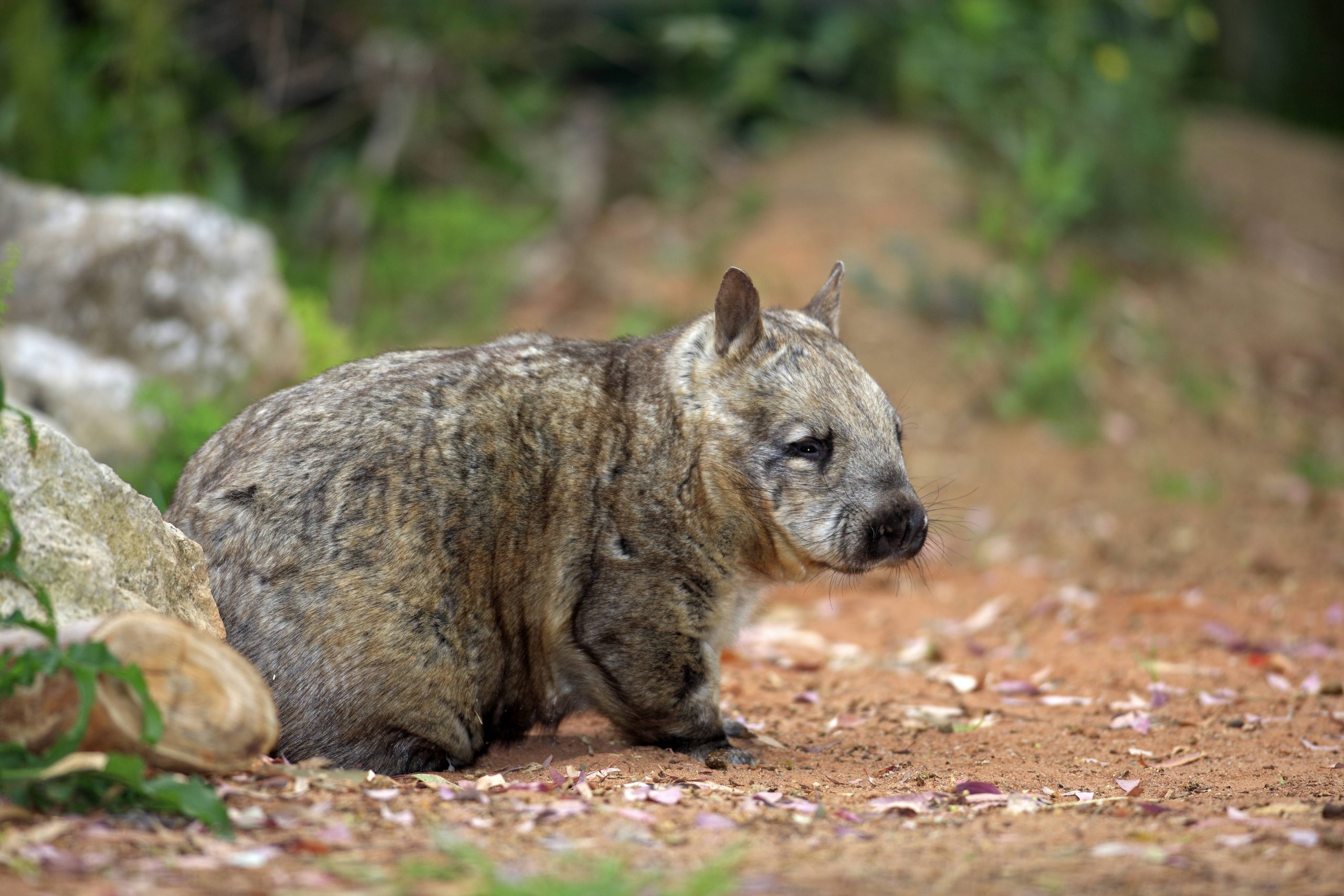 Südlicher Haarnasenwombat